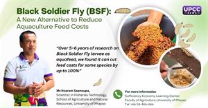  Black Soldier Fly (BSF)