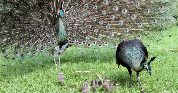 Conserving the 'green peafowl' of Phayao forest to Thai brands on the Silk Road