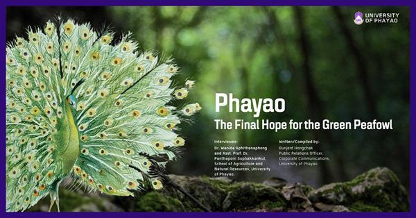 Phayao: The Final Hope for the Green Peafowl