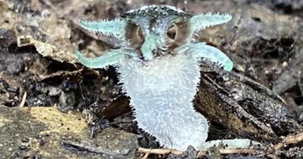 University of Phayao’s researcher discover a new species a “Wonder Owl's eye” (Thismia thaithongiana)