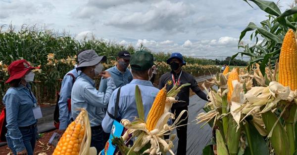 New breed of corn organized plots at the School of Agriculture and Natural Resources, University of Phayao.