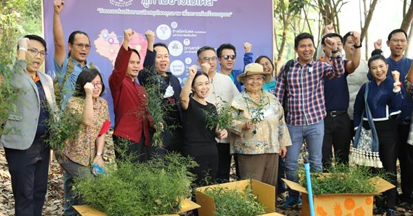 Harvesting herbs (Andrographis paniculata) on a learning space "Phu kam yao model" towards sustainable income.