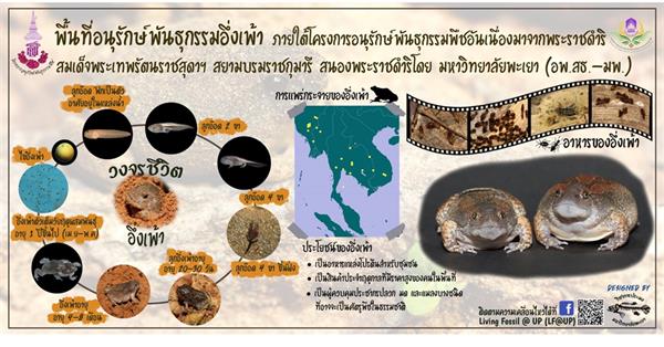 Bullfrog (Glyphoglossus molossus) Conservation Activities in Phayao Province by School of Agriculture and Natural Resources in collaboration with Innovation and Technology Transfer Institute, University of Phayao