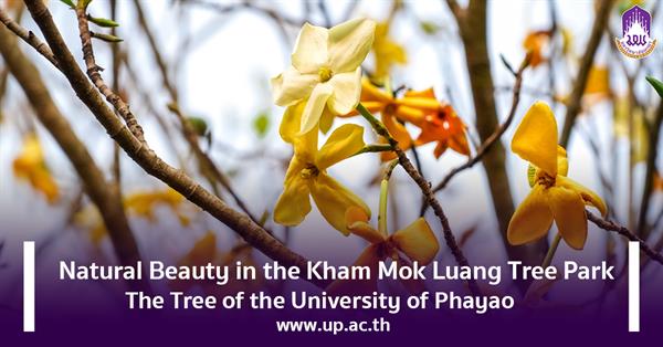 Natural Beauty in the Kham Mok Luang Tree Park: The Tree of the University of Phayao