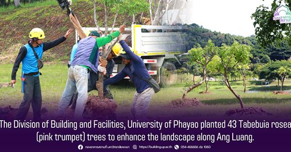 The Division of Building and Facilities, University of Phayao planted 43 Tabebuia rosea (pink trumpet) trees to enhance the landscape along Ang Luang.