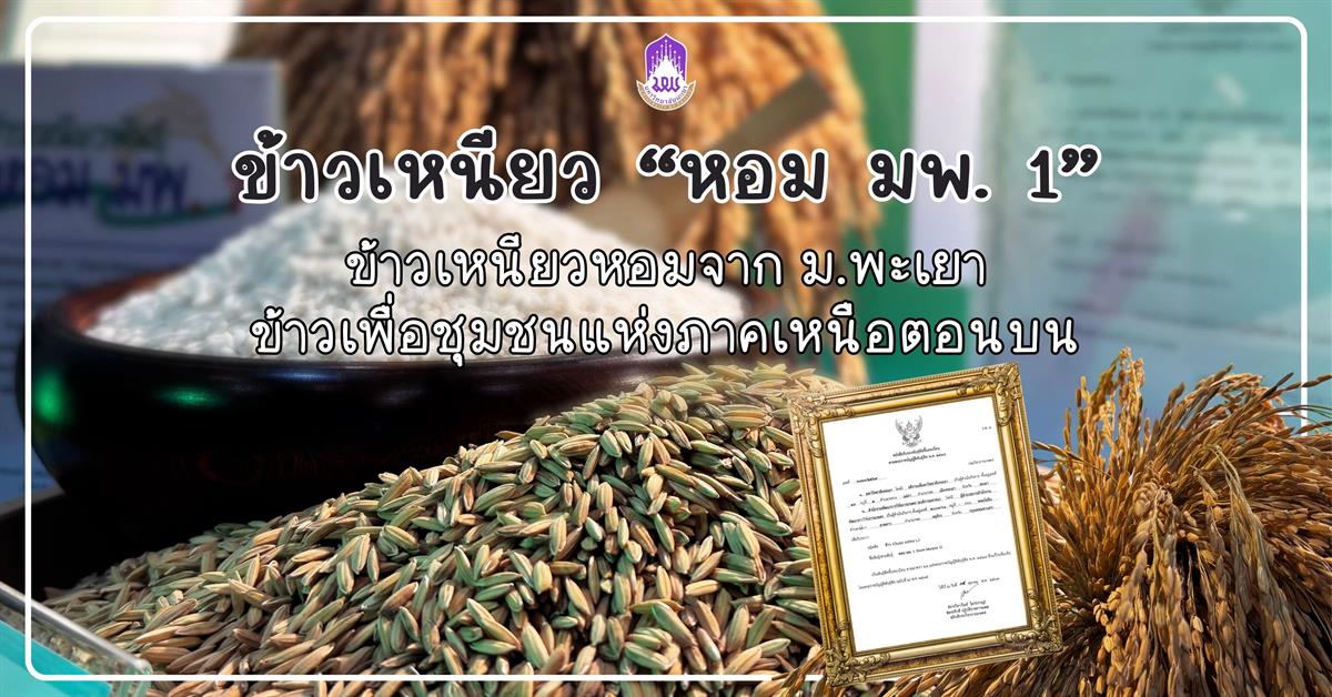 ข้าวเหนียว “หอม มพ. 1” ข้าวเหนียวหอมจาก ม.พะเยา ข้าวเพื่อชุมชนแห่งภาคเหนือตอนบน