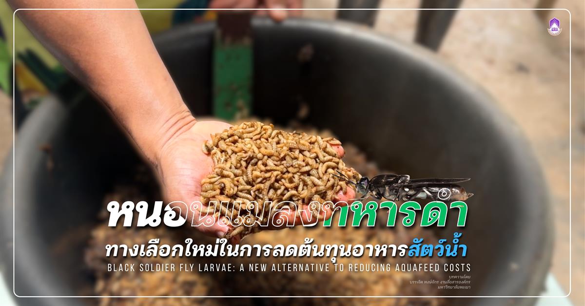 หนอนแมลงทหารดำ
