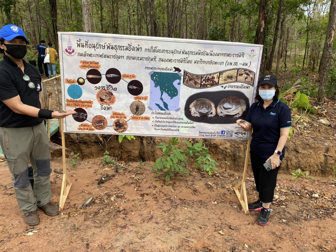 มพ. ปล่อยอึ่งเพ้า คืนสู่ธรรมชาติ พร้อมอนุรักษ์และส่งเสริมการแพร่พันธุ์ของอึ่งเพ้าในพื้นที่ ชุ่มน้ำ รอบมหาวิทยาลัยและชุมชน