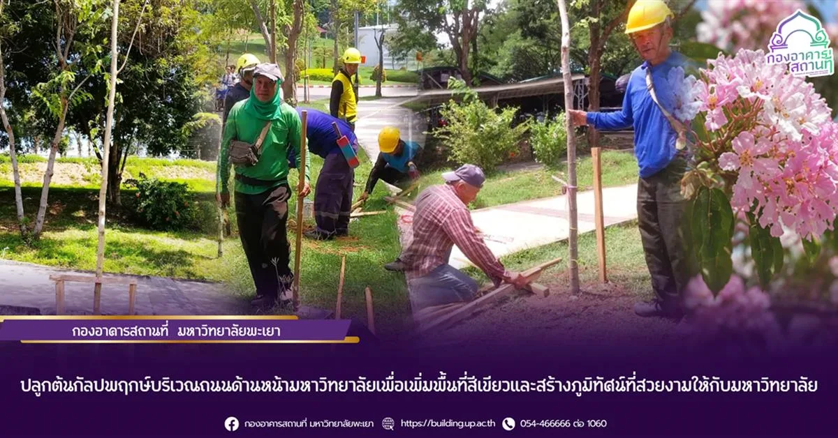 กองอาคารสถานที่ มหาวิทยาลัยพะเยา ปลูกต้นกัลปพฤกษ์บริเวณถนนด้านหน้ามหาวิทยาลัยเพื่อเพิ่มพื้นที่สีเขียวและสร้างภูมิทัศน์ที่สวยงามให้กับมหาวิทยาลัย