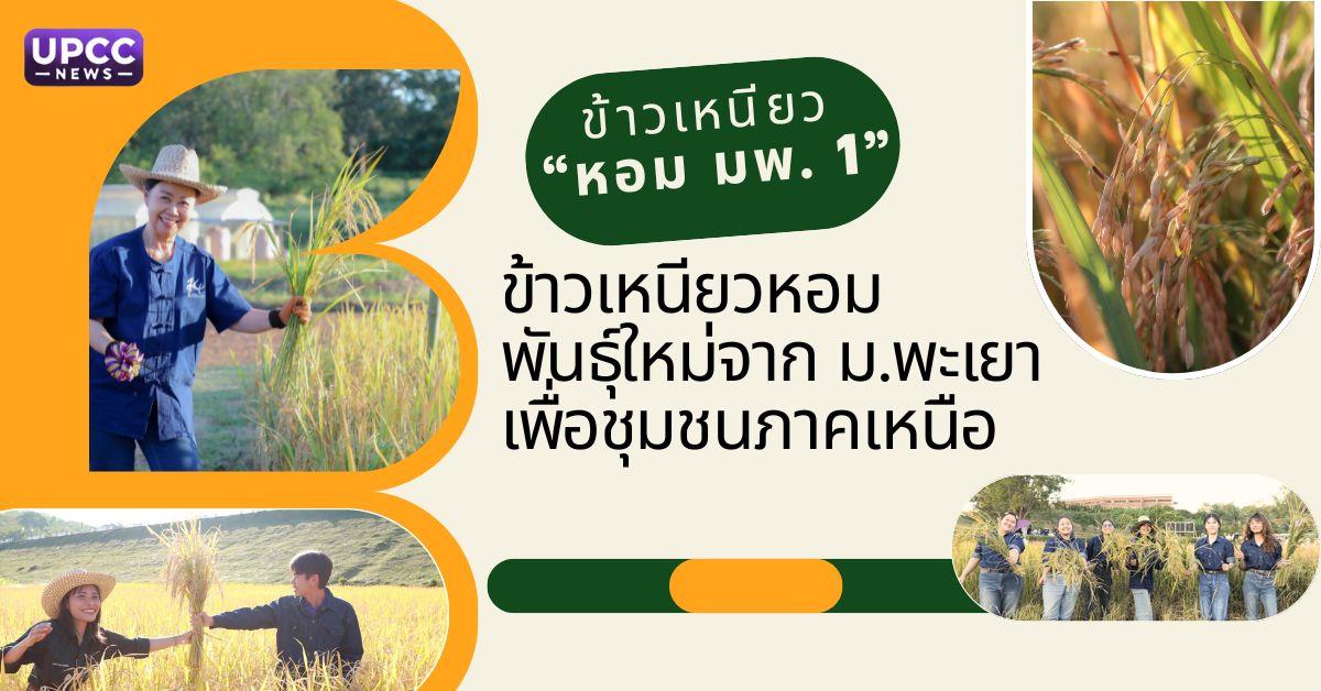 ข้าวเหนียวหอมพันธุ์ใหม่จาก ม.พะเยา เพื่อชุมชนภาคเหนือ