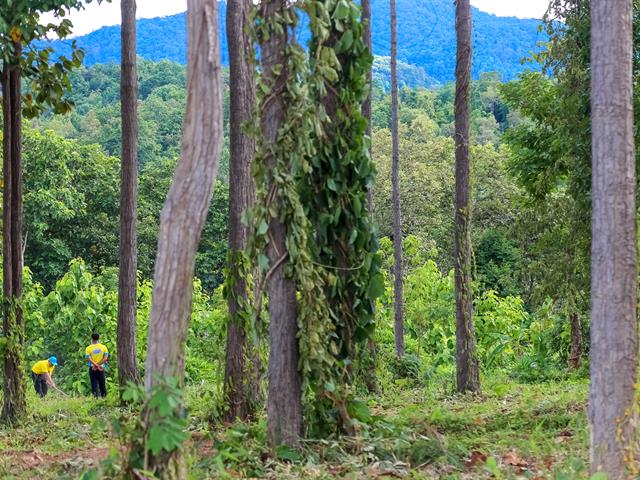 อธิการบดีมหาวิทยาลัยพะเยา นำทีมผู้บริหารปลูกต้นไม้ เนื่องในโอกาสครบรอบ 10 ปี วันสถาปนามหาวิทยาลัยพะเยา