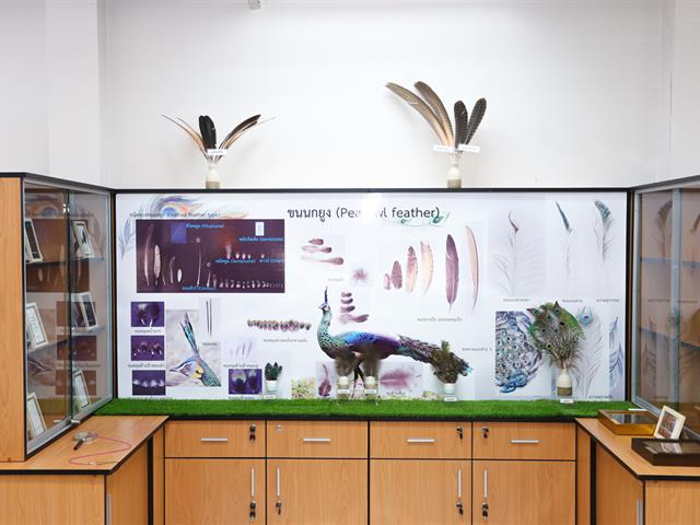 ชมฟรี มหาวิทยาลัยพะเยา เปิดพิพิธภัณฑ์ธรรมชาติวิทยา (Natural History Museum) เน้นส่งเสริมเยาวชนเรียนรู้นกยูงไทยแห่งล้านนาตะวันออก