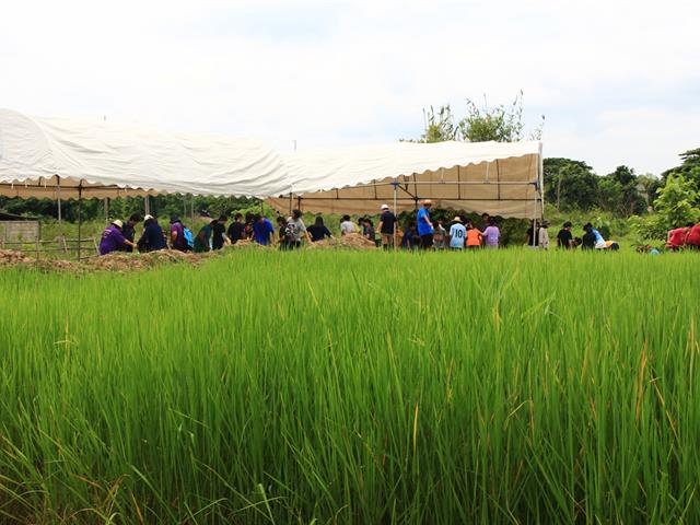 dra university of phayao