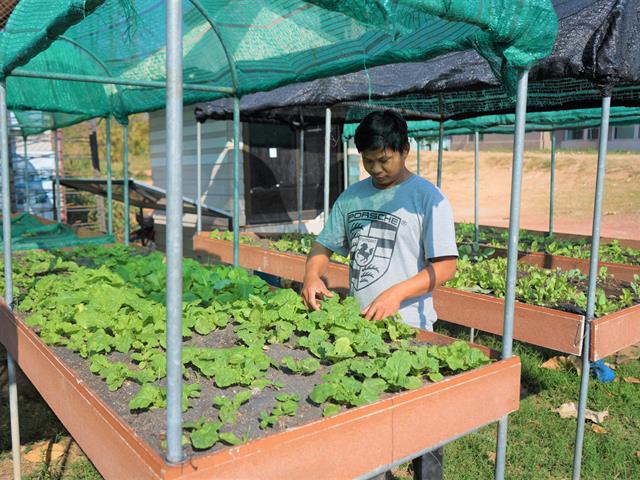 นักเรียนปฏิบิการปลุกพืชผักสวนครัว