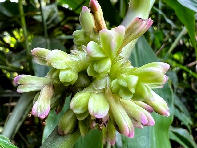 ม่วงศรีอุดร (Amischotolype balslevii Boonsuk, Chantar. & Kantachot) พรรณไม้ชนิดใหม่ของโลกจากประเทศไทย