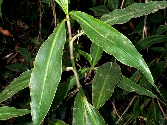 ม่วงศรีอุดร (Amischotolype balslevii Boonsuk, Chantar. & Kantachot) พรรณไม้ชนิดใหม่ของโลกจากประเทศไทย