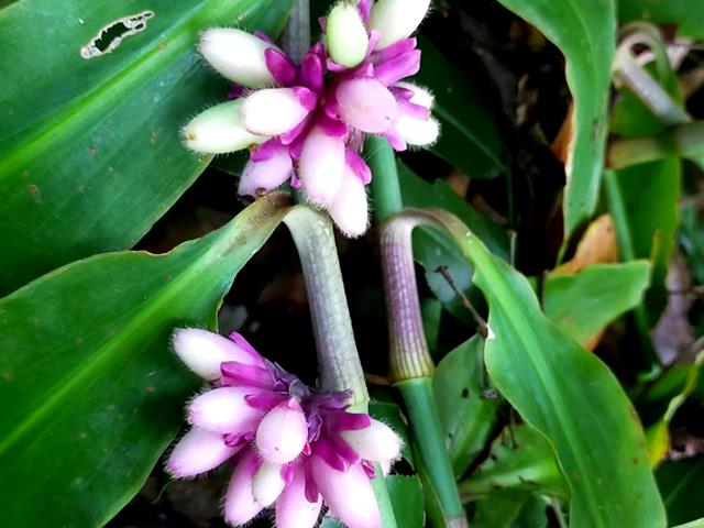 Muang Si Udon (Amischotolype balslevii Boonsuk, Chantar. & Kantachot): A new plant species from Thailand