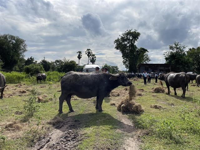 มหาวิทยาลัยพะเยาพัฒนาเครือข่ายชุมชนนวัตกรรมสำหรับการผลิตกระบือคุณภาพ  เพื่อการค้าภายในและต่างประเทศ