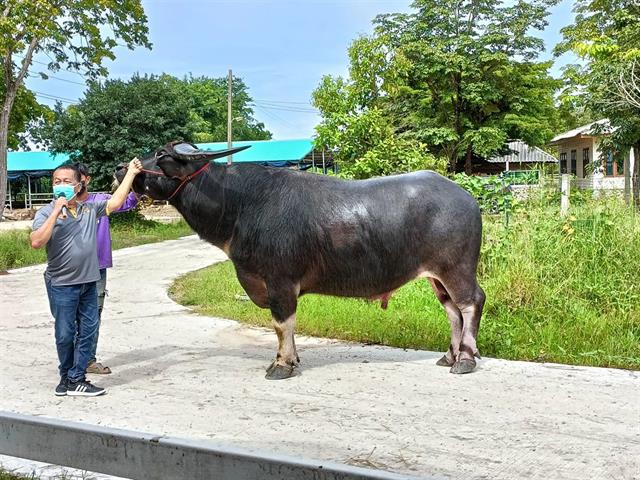 มหาวิทยาลัยพะเยาพัฒนาเครือข่ายชุมชนนวัตกรรมสำหรับการผลิตกระบือคุณภาพ  เพื่อการค้าภายในและต่างประเทศ