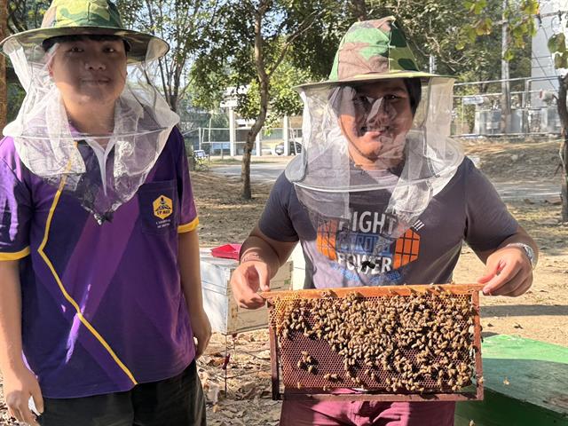 Adult Honey Bees