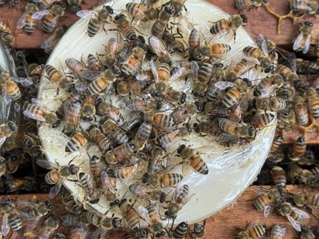 Adult Honey Bees
