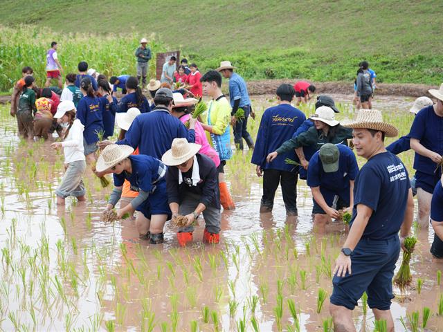 มหาวิทยาลัยพะเยา จัดกิจกรรม “สืบสานวิถีดำนา”  เผยแพร่ภูมิปัญญาดำนาแบบดั้งเดิม ตามวิถีวัฒนธรรมล้านนาตะวันออก