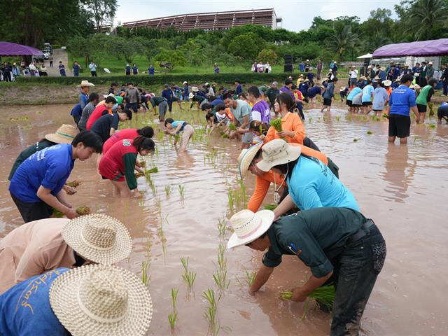 มหาวิทยาลัยพะเยา จัดกิจกรรม “สืบสานวิถีดำนา”  เผยแพร่ภูมิปัญญาดำนาแบบดั้งเดิม ตามวิถีวัฒนธรรมล้านนาตะวันออก