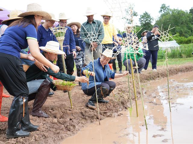 มหาวิทยาลัยพะเยา จัดกิจกรรม “สืบสานวิถีดำนา”  เผยแพร่ภูมิปัญญาดำนาแบบดั้งเดิม ตามวิถีวัฒนธรรมล้านนาตะวันออก