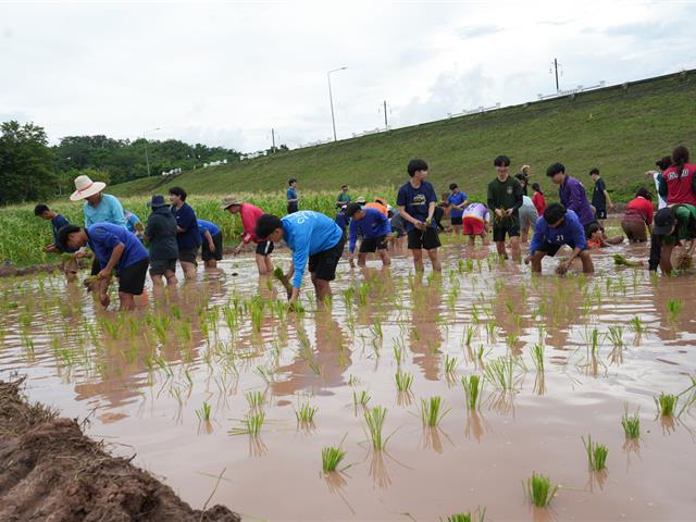 มหาวิทยาลัยพะเยา จัดกิจกรรม “สืบสานวิถีดำนา”  เผยแพร่ภูมิปัญญาดำนาแบบดั้งเดิม ตามวิถีวัฒนธรรมล้านนาตะวันออก