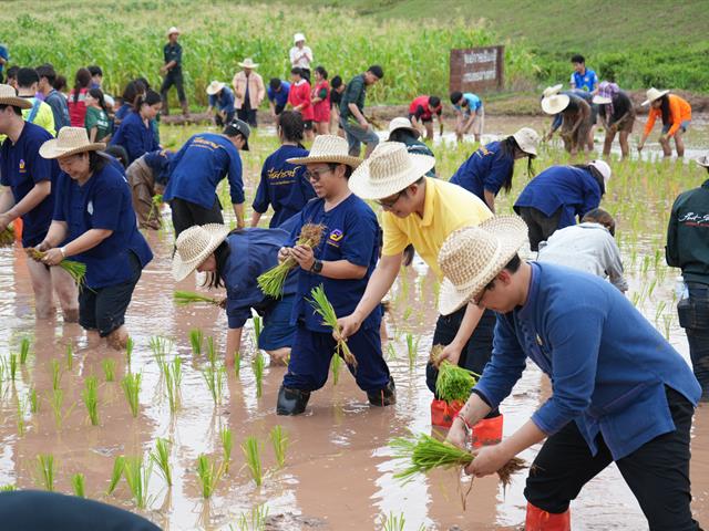 มหาวิทยาลัยพะเยา จัดกิจกรรม “สืบสานวิถีดำนา”  เผยแพร่ภูมิปัญญาดำนาแบบดั้งเดิม ตามวิถีวัฒนธรรมล้านนาตะวันออก
