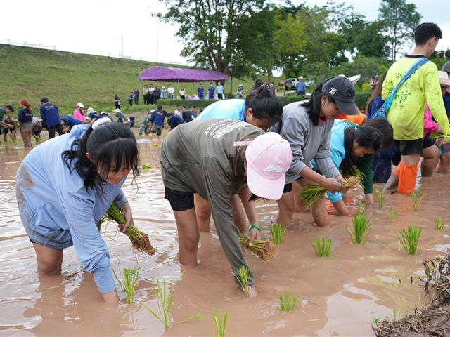มหาวิทยาลัยพะเยา จัดกิจกรรม “สืบสานวิถีดำนา”  เผยแพร่ภูมิปัญญาดำนาแบบดั้งเดิม ตามวิถีวัฒนธรรมล้านนาตะวันออก