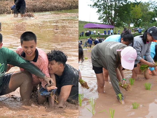 มหาวิทยาลัยพะเยา จัดกิจกรรม “สืบสานวิถีดำนา”  เผยแพร่ภูมิปัญญาดำนาแบบดั้งเดิม ตามวิถีวัฒนธรรมล้านนาตะวันออก