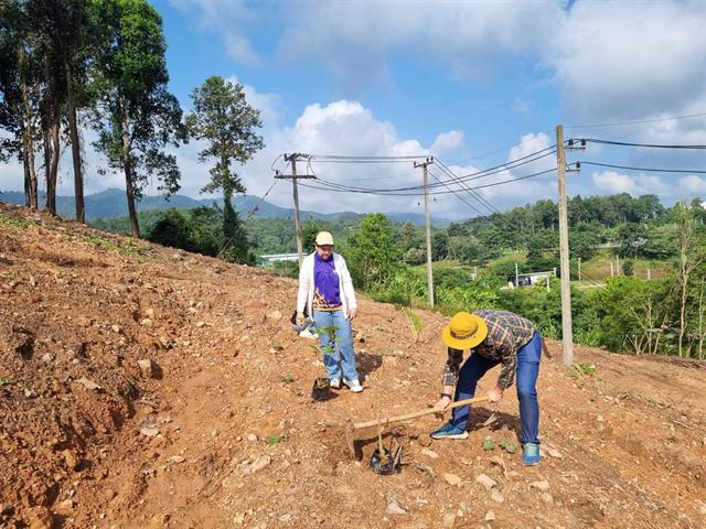 กองกิจการนิสิต ร่วมกับ กองอาคารสถานที่ ปลูกต้นคำมอกหลวง