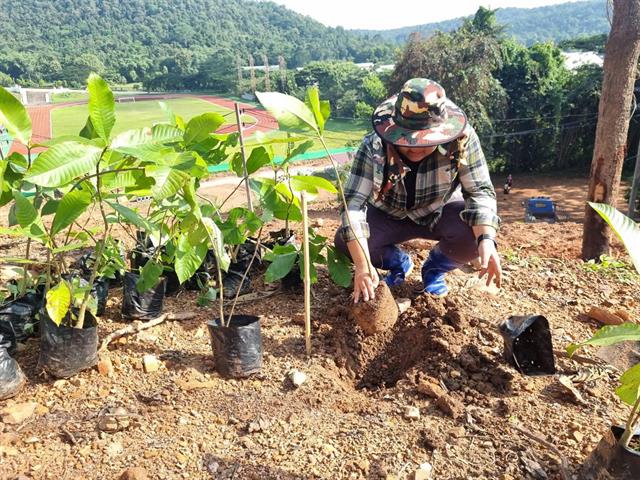 กองกิจการนิสิต ร่วมกับ กองอาคารสถานที่ ปลูกต้นคำมอกหลวง