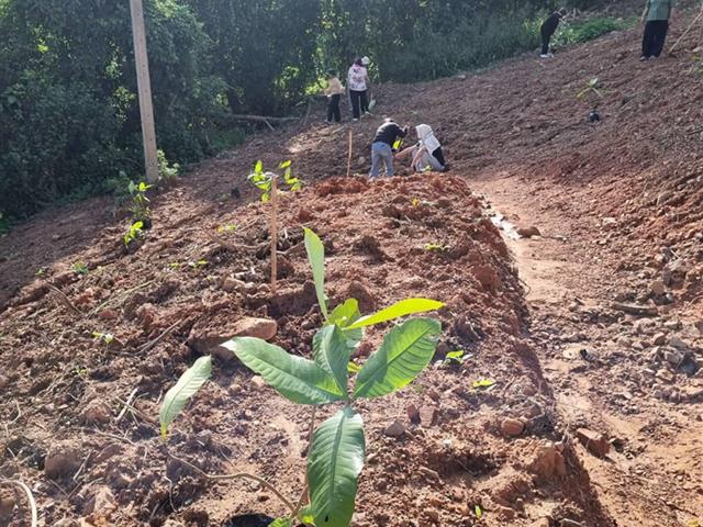 ศูนย์ปฏิบัติการจิตอาสา กองกิจการนิสิต ร่วมกับ กองอาคารสถานที่ ปลูกต้นคำมอกหลวง