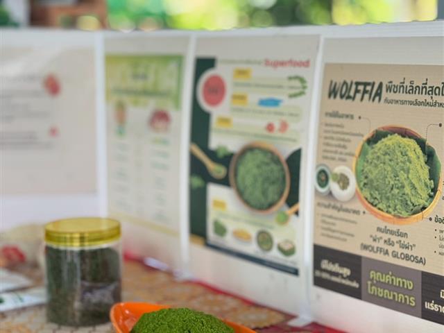 คณะวิศวกรรมศาสตร์ ม.พะเยา ขับเคลื่อนนวัตกรรมการเพาะเลี้ยงผำ ยกระดับรายได้ชุมชนบ้านโป่งเกลือ จ.พะเยา