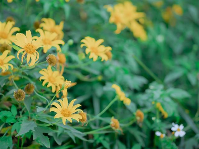 กฎหมายสิ่งแวดล้อมและการอนุรักษ์ทรัพยากรธรรมชาติ