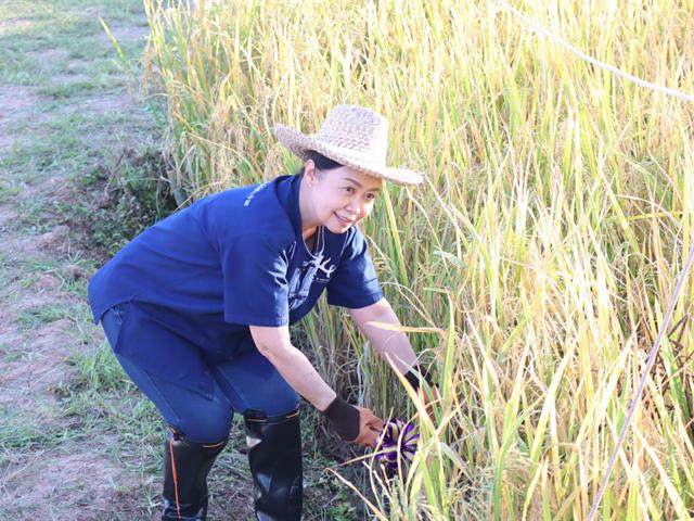 เกี่ยวข้าว ตีข้าว วิถีชาวล้านนา