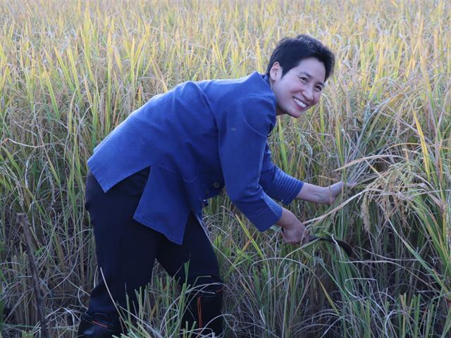 เกี่ยวข้าว ตีข้าว วิถีชาวล้านนา