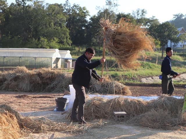 เกี่ยวข้าว ตีข้าว วิถีชาวล้านนา