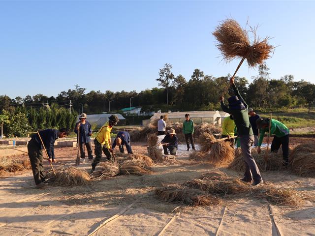 เกี่ยวข้าว ตีข้าว วิถีชาวล้านนา