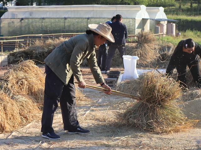 เกี่ยวข้าว ตีข้าว วิถีชาวล้านนา