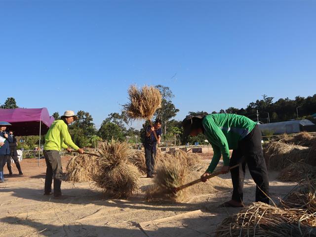 เกี่ยวข้าว ตีข้าว วิถีชาวล้านนา