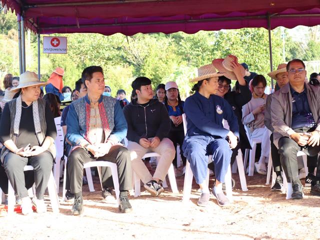 เกี่ยวข้าว ตีข้าว วิถีชาวล้านนา