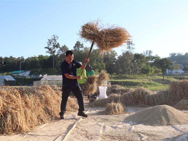 เกี่ยวข้าว ตีข้าว วิถีชาวล้านนา