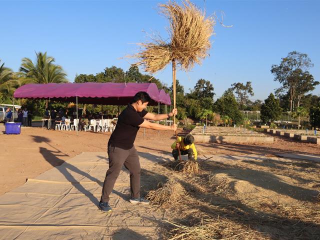 เกี่ยวข้าว ตีข้าว วิถีชาวล้านนา