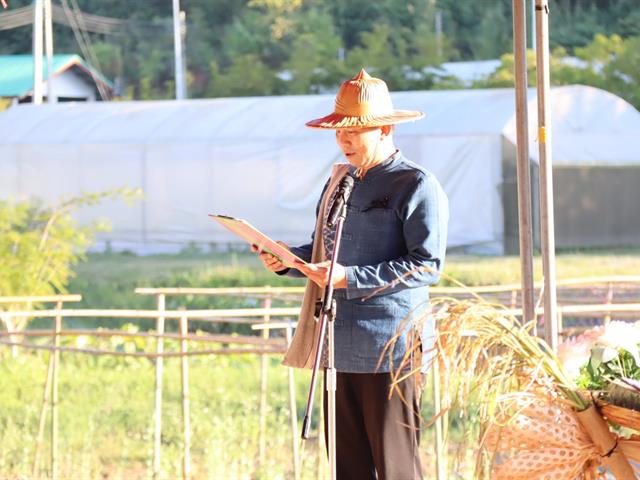 เกี่ยวข้าว ตีข้าว วิถีชาวล้านนา