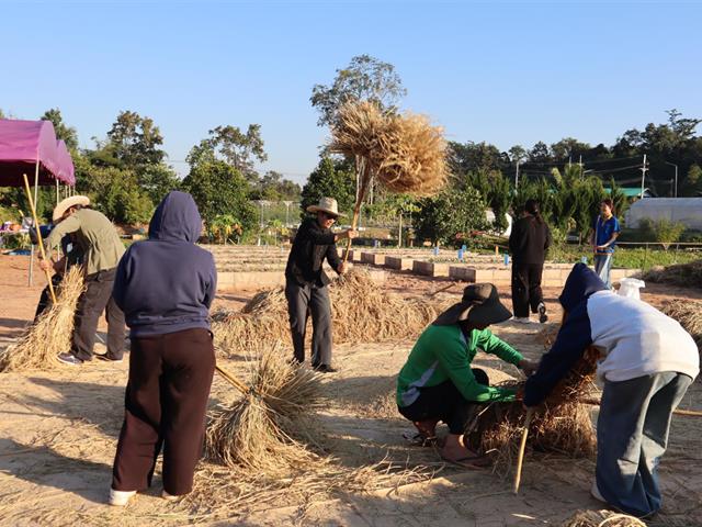 เกี่ยวข้าว ตีข้าว วิถีชาวล้านนา