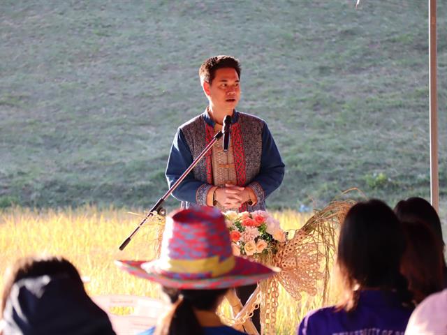 เกี่ยวข้าว ตีข้าว วิถีชาวล้านนา