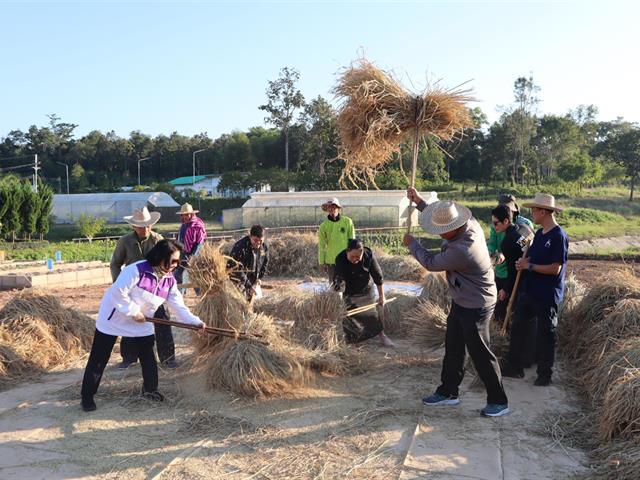 เกี่ยวข้าว ตีข้าว วิถีชาวล้านนา